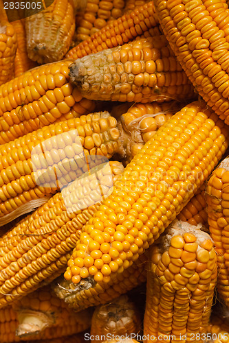 Image of Fresh Corn