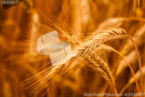 Image of Golden Barley Ears