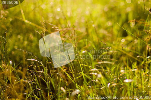 Image of Fresh Summer Green Grass