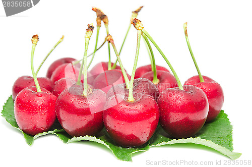 Image of Cherry ripe berry wet with droplets fruits