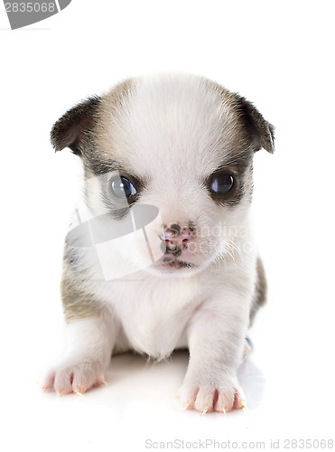 Image of puppy chihuahua