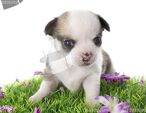 Image of puppy chihuahua