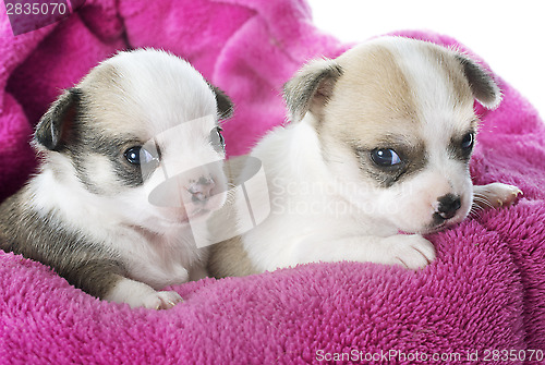 Image of puppies chihuahua