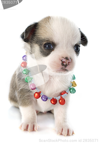 Image of puppy chihuahua