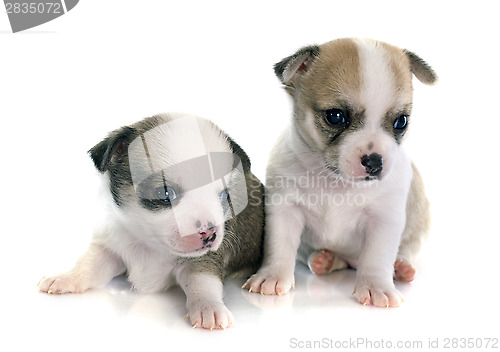 Image of puppies chihuahua