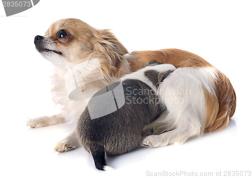 Image of puppy and adult chihuahua