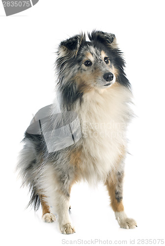 Image of shetland dog