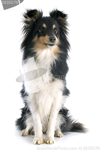 Image of shetland dog