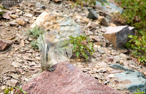 Image of Yawning Chipmunk