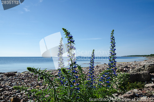 Image of Blue flowers at a calm bay by a stony coastline