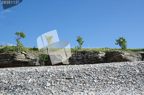 Image of Trees at the frontline of cliffs by a coast with pebbles