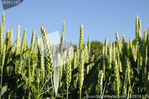 Image of Wheat field closeup