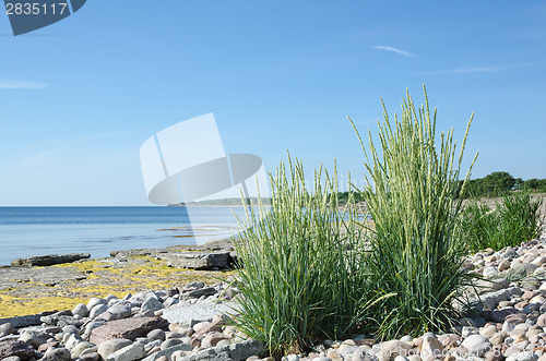 Image of Green grass at a stony and flat rock coast