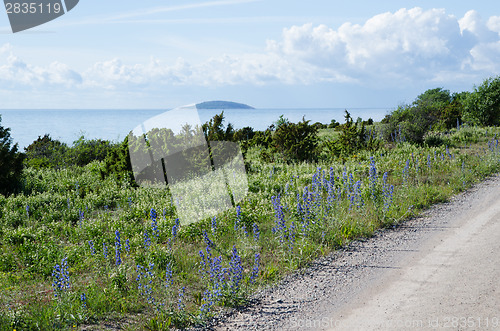Image of Roadside view at blue flowers by the coast