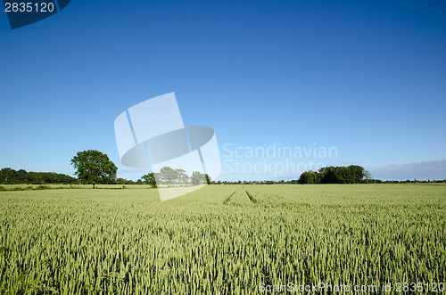 Image of Wheat field at blue sky