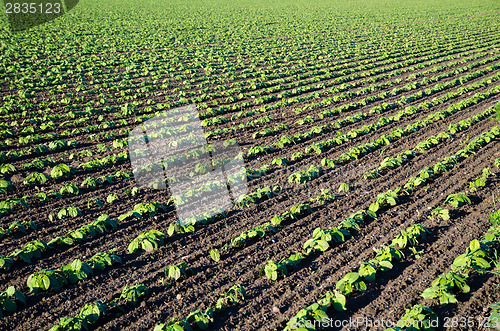 Image of Field of growing brown beans plants