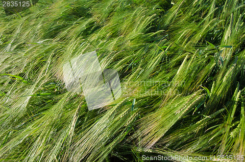 Image of Background of a fresh and green sunlit barley field