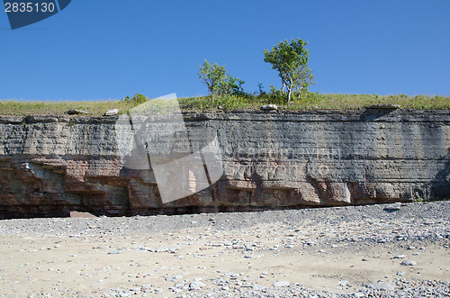 Image of Trees at coastal cliff with clear blue sky