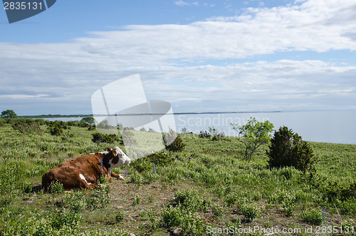 Image of Cow watching the view at a calm coastal pastureland