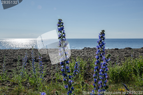 Image of Backlit blue flowers by a coast in front of glittering water