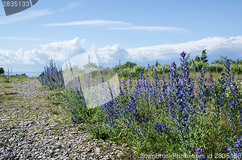 Image of Blue flowers along a footpath to the coast