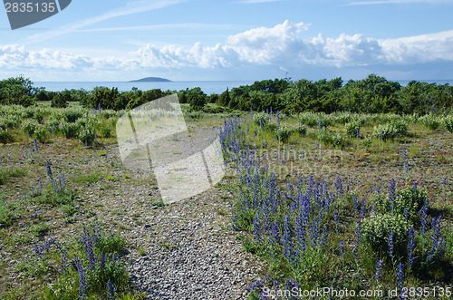 Image of Blue flowers along the footpath to the beach