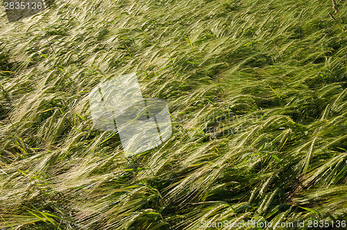 Image of Background of sunlit barley corn field