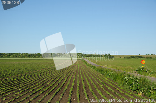 Image of Field with growing brown beans