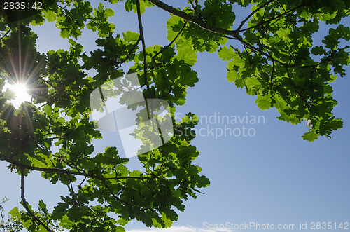 Image of Fresh oak tree leaves with sunbeams