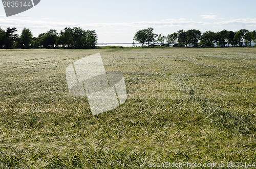 Image of Barley field by the coast