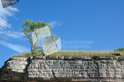 Image of Tree at the frontline of a limestone cliff