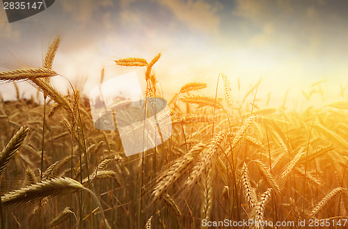 Image of golden wheat field and sunset