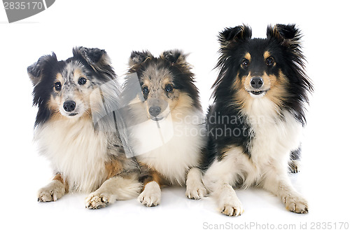 Image of shetland dogs