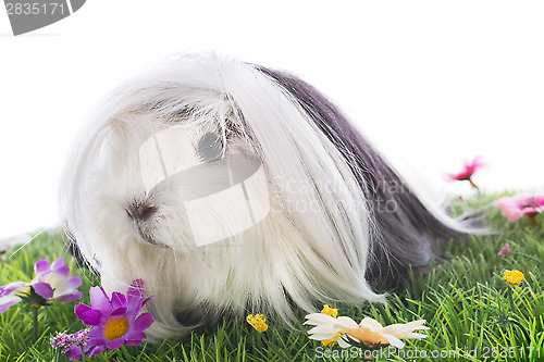 Image of Guinea pig