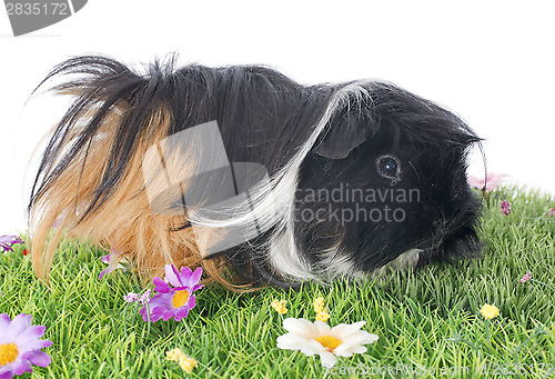 Image of Guinea pig