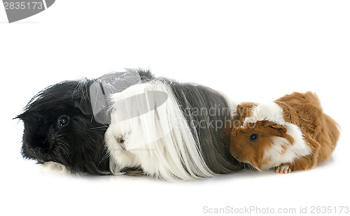 Image of Guinea pigs