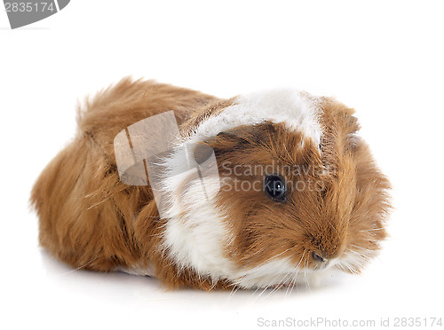 Image of young Guinea pig