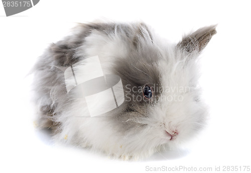 Image of angora rabbit