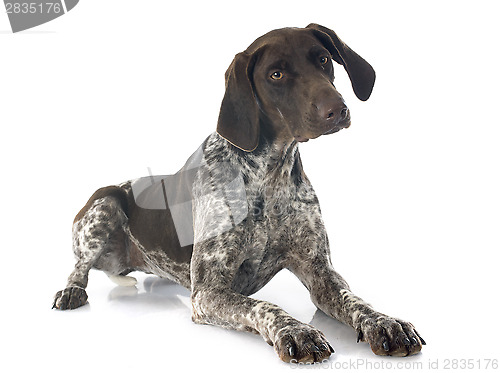 Image of German Shorthaired Pointer