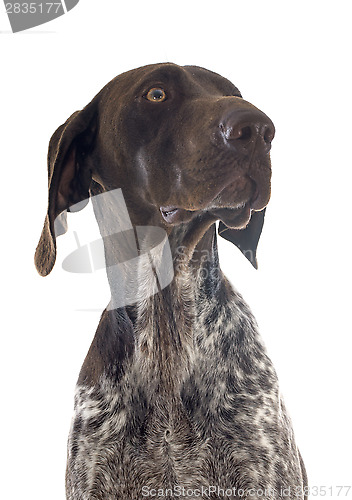 Image of German Shorthaired Pointer