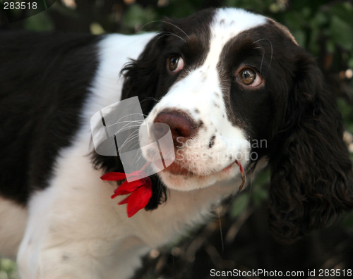 Image of Romantic Dog