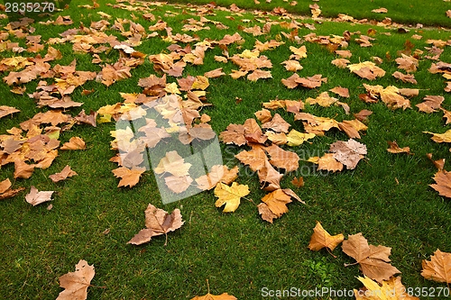 Image of Fallen leaves