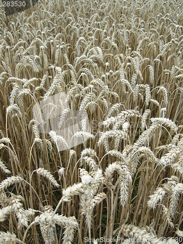 Image of Wheat