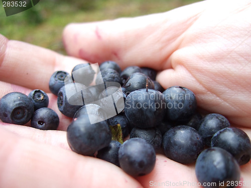 Image of Wild blueberrys