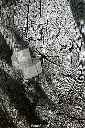 Image of texture of old wood 