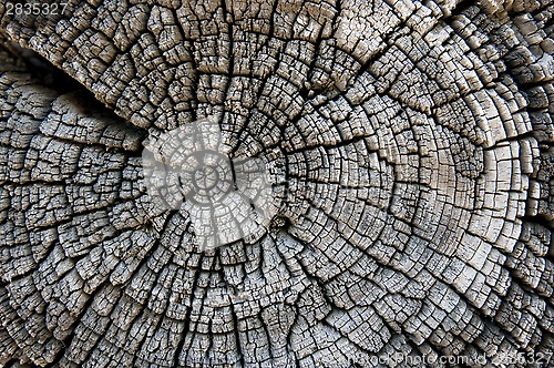 Image of texture of old wood 