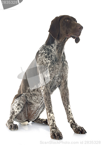 Image of German Shorthaired Pointer