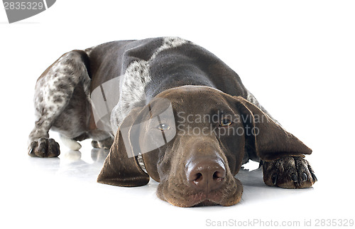 Image of German Shorthaired Pointer