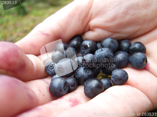 Image of Wild blueberrys