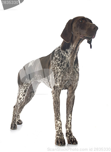 Image of German Shorthaired Pointer